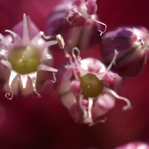 Photographie n°155142 du taxon Allium porrum subsp. porrum