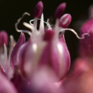Photographie n°155144 du taxon Allium porrum subsp. porrum