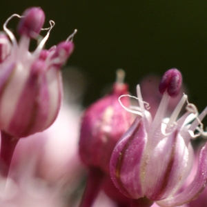 Photographie n°155146 du taxon Allium porrum subsp. porrum