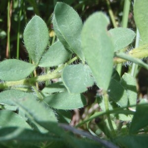 Photographie n°155151 du taxon Cytisus hirsutus Bubani [1899]