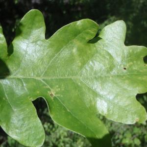 Photographie n°155159 du taxon Quercus robur L. [1753]