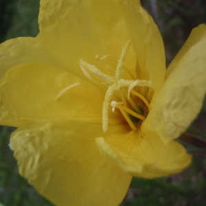 Photographie n°155182 du taxon Oenothera fallax Renner [1917]