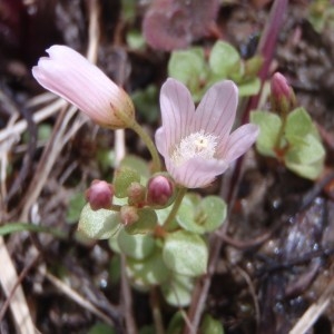  - Anagallis tenella (L.) L. [1771]