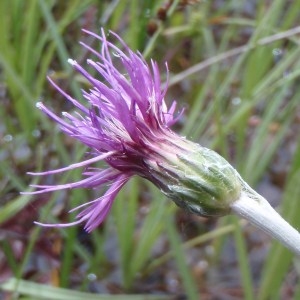 Photographie n°155194 du taxon Cirsium anglicum (Lam.) DC. [1805]