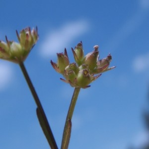 Photographie n°155204 du taxon Valerianella dentata (L.) Pollich [1776]