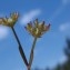  Genevieve Botti - Valerianella dentata (L.) Pollich [1776]