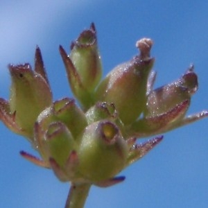 Photographie n°155205 du taxon Valerianella dentata (L.) Pollich [1776]