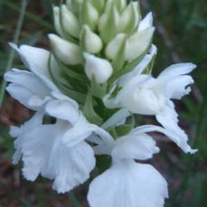 Orchis candidissima Krock. (Dactylorhize tacheté)