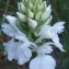  Genevieve Botti - Dactylorhiza maculata (L.) Soó [1962]
