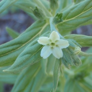 Photographie n°155219 du taxon Lithospermum officinale L. [1753]