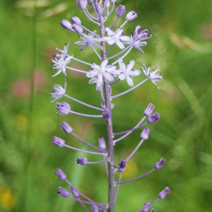 Scilla eriophora Mill. (Scille fausse jacinthe)