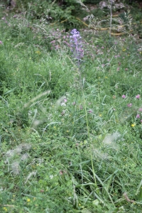 Gerard SOUCHE, le 26 mai 2013 (Buzignargues (Le village))