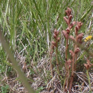 Photographie n°155267 du taxon Orobanche teucrii Holandre [1829]