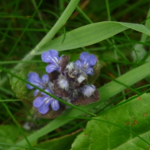 Photographie n°155277 du taxon Ajuga reptans L. [1753]