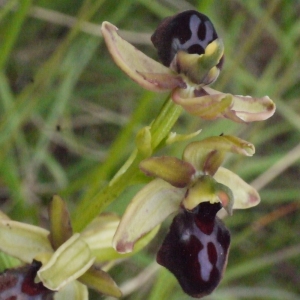 Ophrys passionis Sennen (Ophrys de la Passion)
