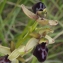  Liliane Roubaudi - Ophrys passionis Sennen [1926]