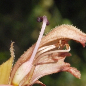 Photographie n°155283 du taxon Orobanche teucrii Holandre [1829]