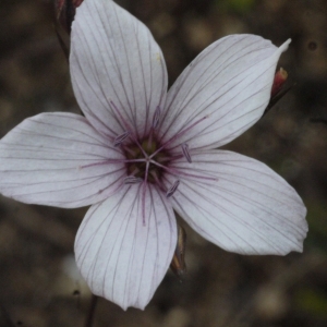 Photographie n°155286 du taxon Linum tenuifolium L. [1753]