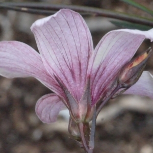 Photographie n°155287 du taxon Linum tenuifolium L. [1753]