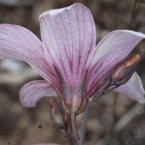 Photographie n°155288 du taxon Linum tenuifolium L. [1753]