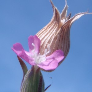 Photographie n°155313 du taxon Silene conica L.