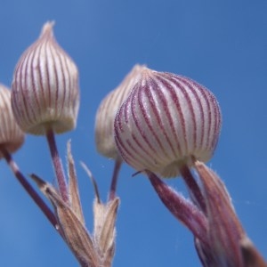 Photographie n°155315 du taxon Silene conica L.