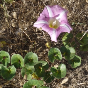 Photographie n°155324 du taxon Calystegia soldanella (L.) Roem. & Schult. [1819]