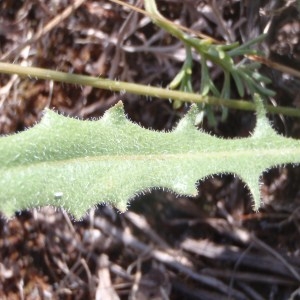 Photographie n°155329 du taxon Taraxacum anglicum Dahlst. [1920]