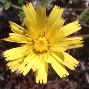  - Taraxacum anglicum Dahlst. [1920]