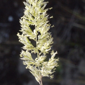 Photographie n°155331 du taxon Koeleria albescens DC. [1813]