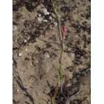 Oenothera argentinae var. heterotricha Kloos & Theil (Onagre)