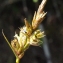  Liliane Roubaudi - Carex arenaria L. [1753]