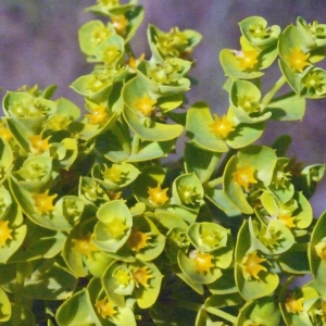 Photographie n°155365 du taxon Euphorbia segetalis subsp. portlandica (L.) Litard. [1936]