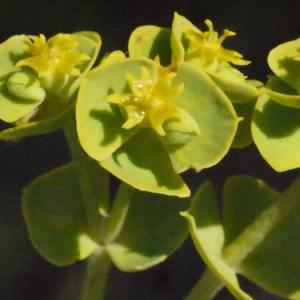  - Euphorbia segetalis subsp. portlandica (L.) Litard. [1936]