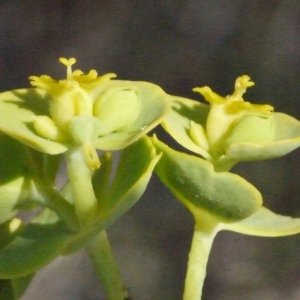 Photographie n°155372 du taxon Euphorbia segetalis subsp. portlandica (L.) Litard. [1936]