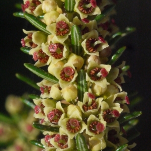 Photographie n°155388 du taxon Erica scoparia L. [1753]