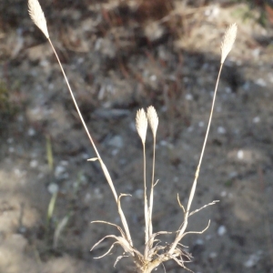 Photographie n°155394 du taxon Phleum arenarium L. [1753]