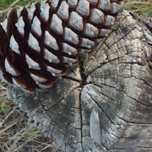 Photographie n°155398 du taxon Pinus pinaster subsp. pinaster