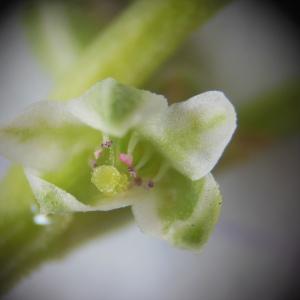 Fagopyrum convolvulus (L.) Delarbre (Renouée faux liseron)