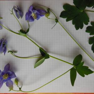 Photographie n°155404 du taxon Aquilegia vulgaris L. [1753]