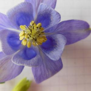 Photographie n°155407 du taxon Aquilegia vulgaris L. [1753]