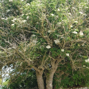 Photographie n°155419 du taxon Sambucus nigra L. [1753]