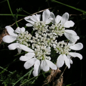  - Orlaya grandiflora (L.) Hoffm. [1814]