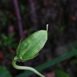 Photographie n°155433 du taxon Viola riviniana Rchb. [1823]