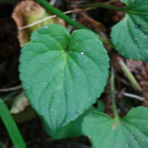 Photographie n°155434 du taxon Viola riviniana Rchb. [1823]