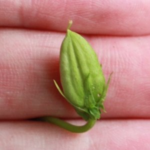 Photographie n°155441 du taxon Viola riviniana Rchb. [1823]
