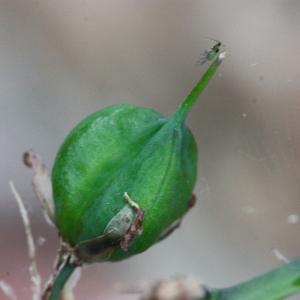 Photographie n°155449 du taxon Hyacinthoides non-scripta (L.) Chouard ex Rothm. [1944]