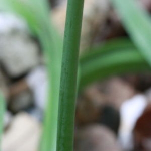 Photographie n°155454 du taxon Hyacinthoides non-scripta (L.) Chouard ex Rothm. [1944]