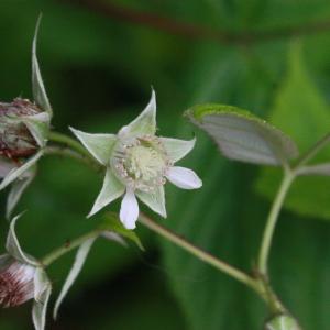 Rubus idaeus subsp. sibiricus Kom. (Framboisier)