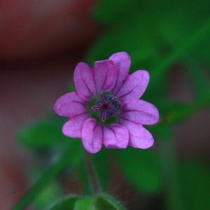 Photographie n°155476 du taxon Geranium molle L. [1753]